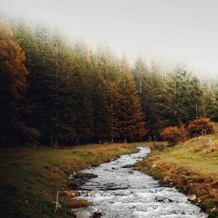Minimal forest landscape with soft light representing calm breathing, stillness, and natural relaxation