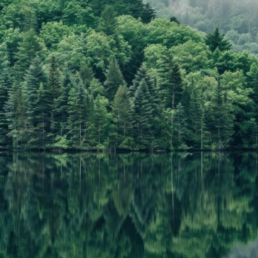 Peaceful forest and natural landscape representing calm, breathing space, and immersive nature experience